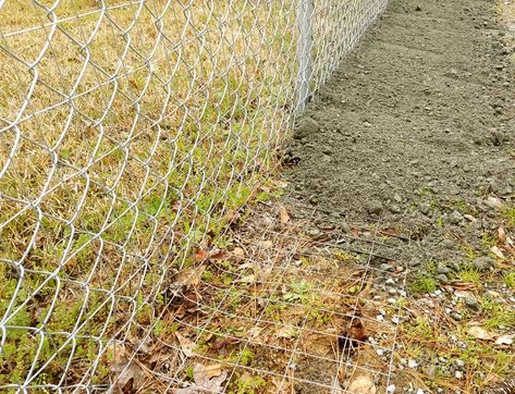 Collard Plant, Rabbit Fence, Crushed Granite, Vinyl Fencing, Acre Homestead, Wire Mesh Fence, Mesh Fencing, Security Fence, Potager Garden