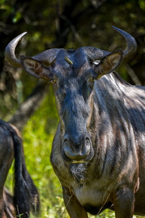 Photograph wildebeest by Mauritz Janeke on 500px Blue Wildebeest, Southern Africa, Wild Animals, Animal Drawings, Animals Wild, Deer, Drawings, Animals, Blue