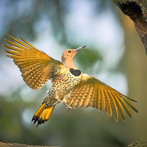 Female Northern Flicker, North America. Photo: Jeffrey Kauffman. Flicker Tattoo, Northern Flicker, Song Sparrow, Cedar Waxwing, Burrowing Owl, Build Yourself, California Photos, Spring Birds, Woodpeckers