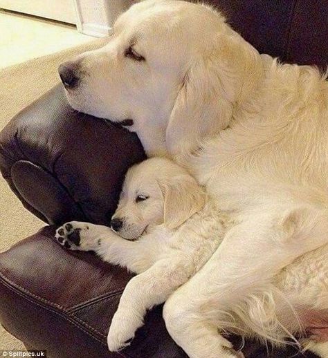 A puppy was protected whilst they slept under the protection of their mother ... Chien Golden Retriever, Golden Retriever Mix, Golden Retriever Puppy, Retriever Puppy, Blue Heeler, Golden Retrievers, A Puppy, Great Dane, Pet Grooming