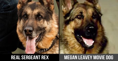 Megan Leavey, Military Female, Drill Instructor, K9 Dogs, Camp Pendleton, Military Working Dogs, Military Dog, Joining The Military, Movie Website