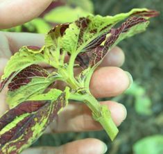 Coleus Plant, Coleus Plants, Shade Loving Plants, Shade Garden Plants, Outside Plants, Garden Flower Beds, Diy Planter, Plant Tips, Popular Diy