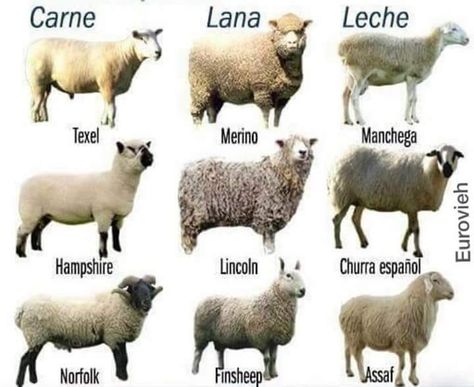 Sheep Breeds Chart, Hampshire Sheep, Types Of Goats, Sheep Names, Goat Breeds, Names Of Birds, Breeds Of Cows, Otaku Funny, Sheep Breeds