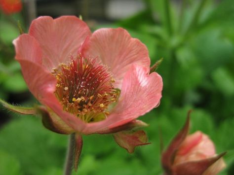 Water Avens "Jess" (Geum rivale) is a repeat flowering evergreen, providing a prolonged periond of blooms from Spring through to Autumn. Geum Flames Of Passion, Water Avens, Geum Rivale, Eupatorium Capillifolium, Epimedium Rubrum, Mural Inspiration, Farm Nursery, To Autumn, Evergreen Plants