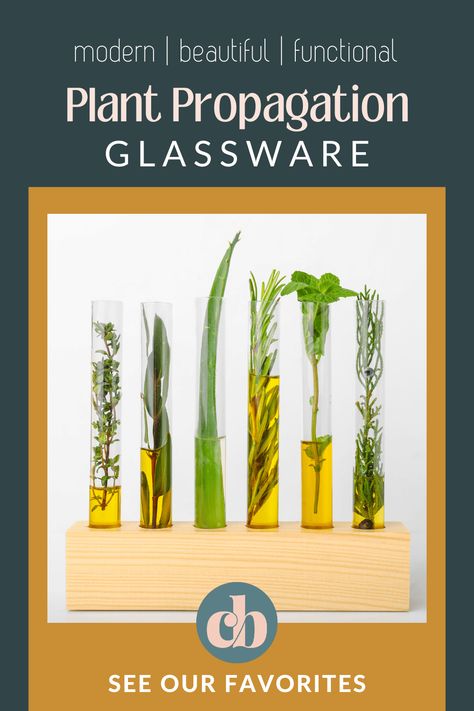 Cool & Modern Plant Propagation Vessels - Clever Bloom Air Layering Propagation Diy, Diy Plant Propagation Station, Propagation Vessels, Propagation Station Vases, Stained Glass Plant Propagation, Fancy Glassware, Plant Crafts, Retro Table, Plant Propagation