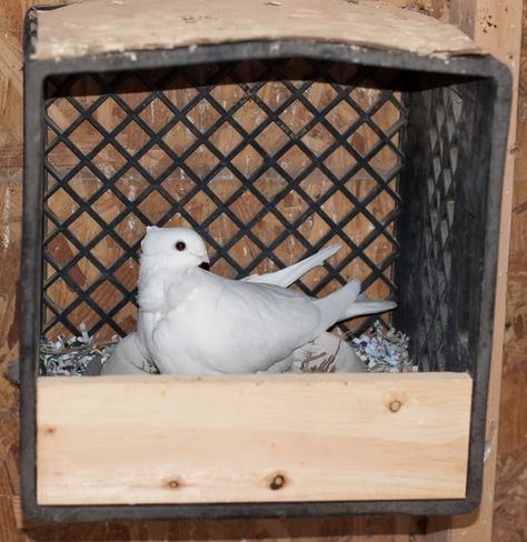 "The difference between a successful person and others is not a lack of strength, not a lack of knowledge, but a lack of will."  Norman Vinc... Pigeon Nest Box Ideas, Pigeon Nesting Boxes Diy, Pigeon House Ideas, Nesting Boxes Diy, Pigeon Loft Design, Chicken Water Feeder, Pigeon Nest, Dove Nest, Nest Ideas