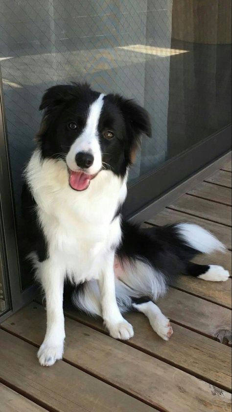 Border Collie Training, Collie Puppies, Border Collie Puppies, Sweet Smile, Herding Dogs, Border Collie Dog, Australian Shepherds, Blue Merle, Border Collies