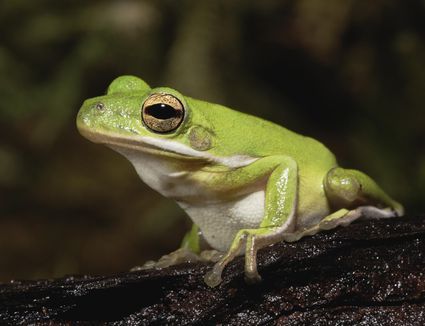 American Green Tree Frog, Frog Pet, Green Tree Frog, Tree Frog, Green Tree, Tree Frogs, Super Ideas, Frogs, Pet