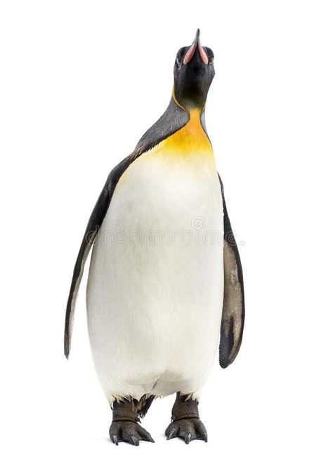 King penguin standing in front of a white background. Isolated on white #Sponsored , #Affiliate, #affiliate, #penguin, #background, #Isolated, #standing Penguin Background, Penguin Habitat, Penguin Walk, Penguin Images, Penguin Tattoo, Penguin Illustration, Bird People, Radha Painting, King Penguin