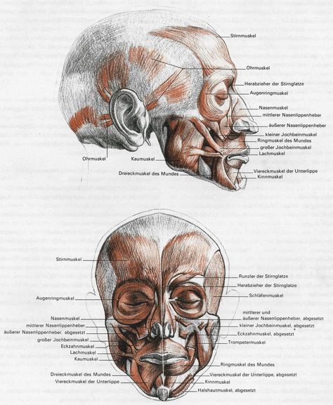 G. Bammes face muscules Face Muscles Anatomy, Anatomy Head, Animated Anatomy, Human Anatomy For Artists, Head Anatomy, Face Anatomy, Anatomy Sculpture, Ancient Greek Art, Human Anatomy Drawing