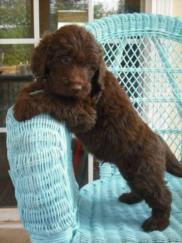 oh my gosh babe! i want this dog Anjing Poodle, Mini Labradoodle, Chocolate Labradoodle, Labradoodle, Cute Creatures, Sweet Animals, Goldendoodle, Mans Best Friend, Animals Friends