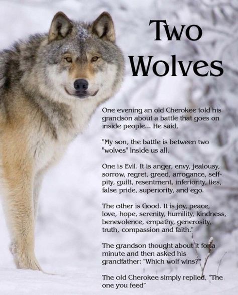 Wolf Quotes Inspirational, Two Wolves Quote, Tale Of Two Wolves, The One You Feed, Lone Wolf Quotes, Native American Wolf, American Quotes, Native American Wisdom, Two Wolves