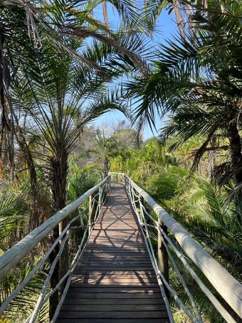 Botswana Aesthetic, Tropical Aesthetic Wallpaper, Africa Aesthetic, Botswana Travel, Tropical Aesthetic, Tropical Africa, Forest Aesthetic, Tropical Forest, Wide World