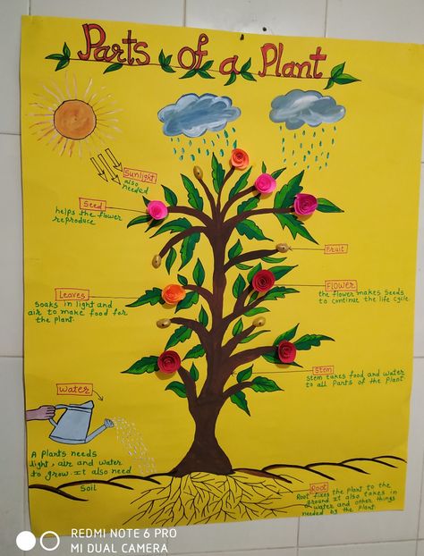 Types Of Plants Chart, Parts Of A Plant Science Project, Parts Of Flower Project, Parts Of Plants Chart, Parts Of The Plants For Kids, Parts Of Plants Activities For Kids, Parts Of Plant Project, Parts Of A Plant Craft, Part Of Plants Activities