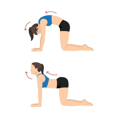 Woman doing Yoga. cat cow stretch exercise. Cat Pose Yoga, Cow Pose Yoga, Cat Cow Yoga Pose, Upward Facing Dog Pose, Pilates Solo, Workout Stretches, Cat Cow Pose, Sport Science, Morning Stretch