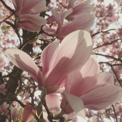 emily on Instagram: “📸🌸 . . . #photography #flowerphotography #tree #flower #floralphotography #magnolia #nature #aesthetic #aesthetics #tumblr #theme #pink…” Ipswich Suffolk, Aesthetics Tumblr, Soft Pink Theme, Living In London, Magnolia Trees, Flower Therapy, Floral Photography, Beautiful Bouquet Of Flowers, Magnolia Flower