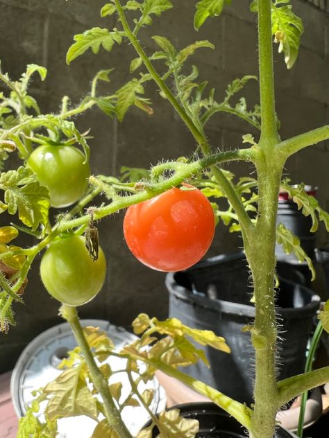 gardening tomato plant at home garden At Home Garden, Cherry Tomato Plant, Tomato Plant, Tortellini Soup, Tomato Garden, Cherry Tomato, Plant Aesthetic, Tomato Plants, 2024 Vision