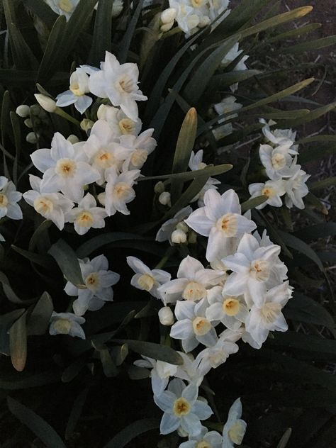 #spring #flowers from Japan #narcissus Narcissa Flower, Narcissus Flower Aesthetic, Narcissus Aesthetic, Biblical Plants, Plant Song, Narcissus Flowers, Mauraders Era, Single Art, 12 Dancing Princesses