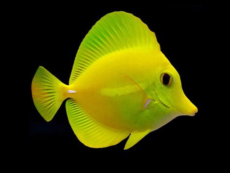 Yellow Tang, Mandarin Fish, Tang Fish, Nature Studies, Different Fish, Salt Water Fish, Underwater Sea, Underwater Animals, Saltwater Fish