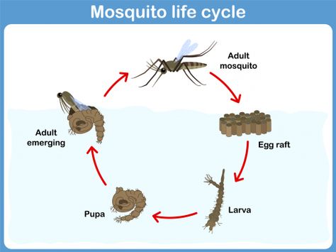 This free printable features the life cycle of a mosquito – perfect for your science class! The diagram is well labelled, easy for students to understand, and the pictures are child-friendly. For an extra project, see if your students can find any other insects that have a similar life cycle to the mosquito.   Read more at http://kidspressmagazine.com/science-for-kids/printables/misc/mosquito-life-cycle.html#ajkKVtHsA6dx7fYX.99  #science, #freeprintable, #printable, #biology, #lifecycle, #in... Life Cycle Of A Mosquito, Amazing Facts For Kids, Mosquito Life Cycle, Insect Life Cycle, Science Life Cycles, Nouns Activities, Cycle For Kids, Emergent Curriculum, Insects Preschool