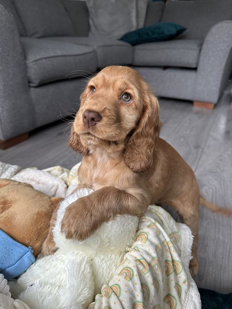 Merle Cocker Spaniel, Dream Puppy, Puppy Mom, Cute Dogs Images, American Cocker Spaniel, Cute Animals Puppies, Dream Dog, Cocker Spaniel Dog, Cocker Spaniels