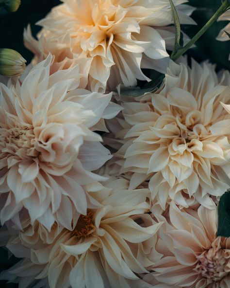 Beatrice - Dome Flowers on Instagram: "All hail the queen 🤍 Dahlias Cafe Au Lait are among the most desired flowers by floral designers and also the hardest ones to find on the…" Dahlia Cafe Au Lait Twist, Cafe Au Lait Dahlias Wedding, Cafe Au Lait Dahlias, Cafe Au Lait Dahlia Bridal Bouquet, Cafe Au Lait Dahlia Bouquet, Cafe Au Lait Rose Dahlia, Dahlia Bouquet, First Birthday Decorations, Wedding Mood Board