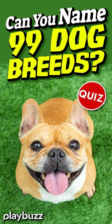 Zimbio Quizzes, Dog Breed Quiz, Dog Quiz, Quizzes For Kids, K9 Officer, Aesthetic Quiz, Animal Quiz, Playbuzz Quiz, What Dogs