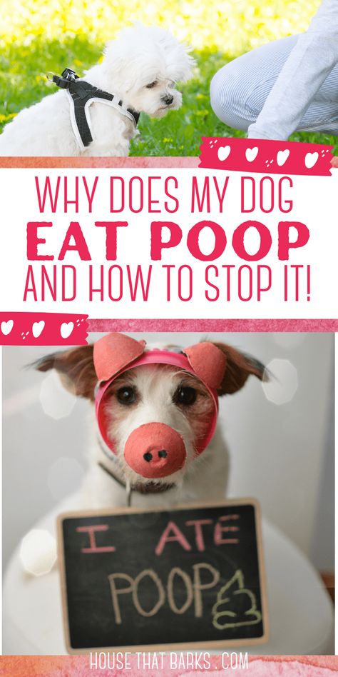 Dog Pooping In House, Funny Animals With Captions, Best Dog Training, Dog Hacks, Yorkie Puppy, Dog Care Tips, Funny Dog Pictures, Dogs Pooping, Retriever Puppy