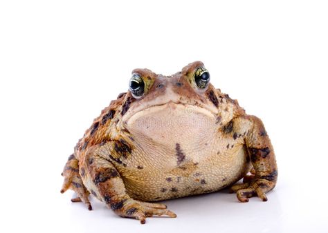 Poisonous Animals, Cane Toad, Veterinary Hospital, Small Ponds, Invasive Species, Frog And Toad, Animal Faces, Fort Myers, Amphibians