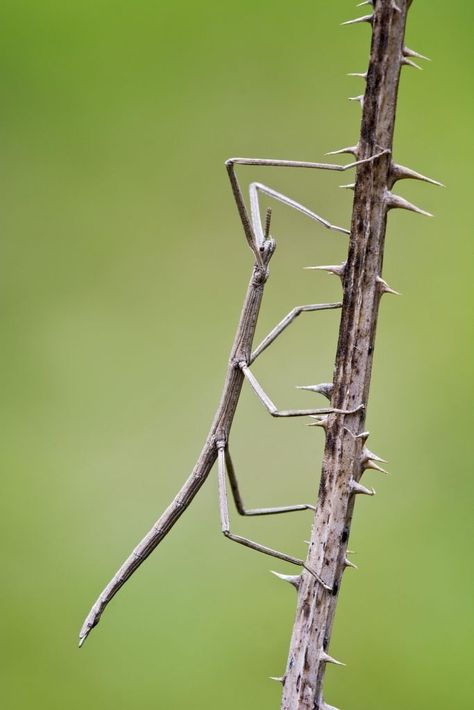 Walking Stick Insect, Stick Insects, Weird Insects, Elephant Shrew, Horned Lizard, Leopard Seal, Lions And Tigers, Stick Bug, Stick Insect