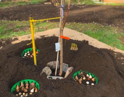 Pomegranate Tree Guild, Fruit Tree Guild Plans, Apple Tree Guild, Permaculture Guilds, Fruit Tree Guild, Gardener Quotes, Tree Guild, Electroculture Gardening, Decor Garden Ideas