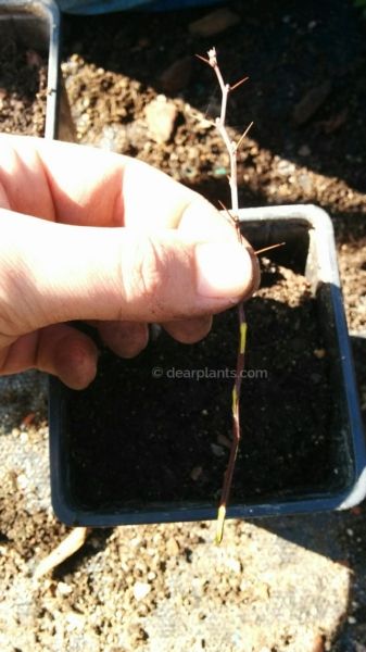 How to propagate berberis by cuttings (Japanese barberry) - Dear Plants Japanese Barberry, Peat Moss, Evergreen Shrubs, Propagating Plants, Landscape Ideas, Backyard Garden, Green Thumb, Flowers Plants, How To Dry Basil