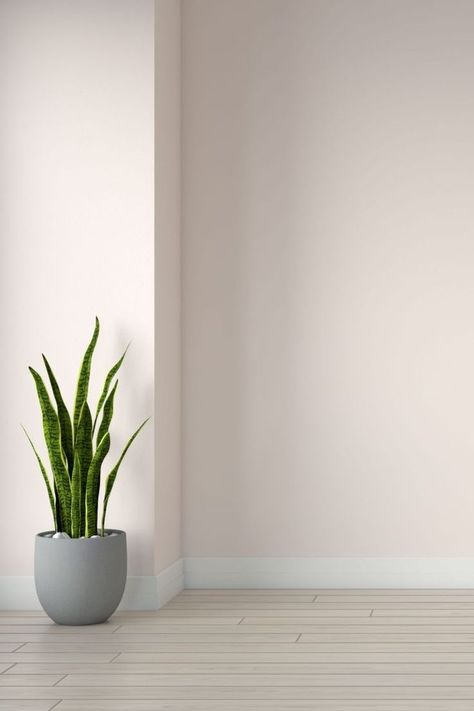 Pinkish White Wall Color for Room with Oak Flooring Wall Paint Color Ideas, Beige Wall Colors, Wall Paint Color, Grey Wall Color, Gold Wallpaper Background, Off White Walls, Paint Color Ideas, Off White Paints, Paint Color Inspiration