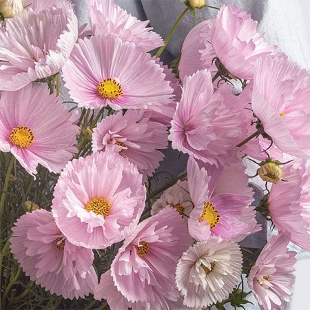 Cupcake Blush Cosmos, Cosmos Plant, Cosmos Bipinnatus, Cosmos Flowers, Flower Inspiration, Cut Flower Garden, Plant List, Growing Seeds, Favorite Flowers