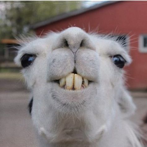 Alpagaga on Instagram: “How are you today ?? 😆😁 . . . #alpaca #alpacas #funny #lol #lmao #humour #meme #memes #funnymemes #funnymeme #instameme #instamemes #teeth…” Tattoo Nature, Majestic Creatures, Llama Alpaca, Nature Wallpaper, Cat Memes, Llama, Alpaca, Animals, Nature