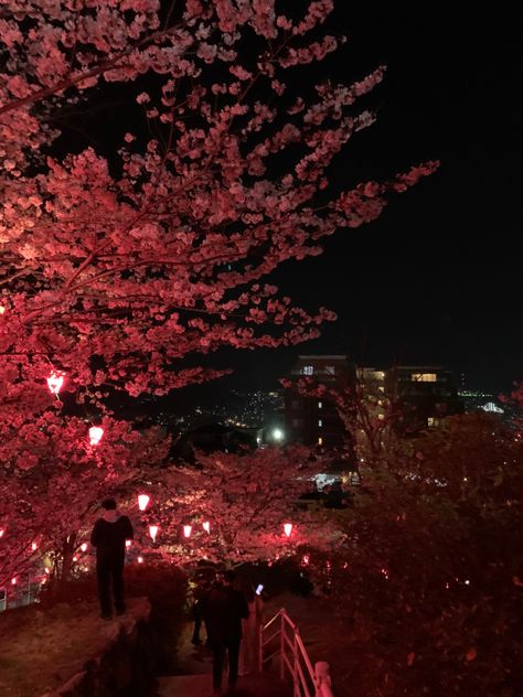 Japan Profile Picture, Night Garden Party Aesthetic, Night Aesthetic Japan, Japanese Night Aesthetic, Pink Japan Aesthetic, Sakura Season Japan, Japan Night Aesthetic, Japan At Night, Sakura In Japan