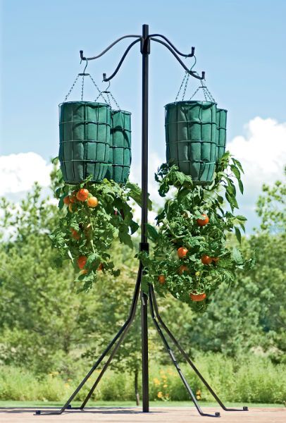 Growing Tomatoes Upside-Down Upside Down Tomato Planter, Hanging Tomato Plants, Tomato Tree, Tomato Farm, Tomato Planter, Growing Organic Tomatoes, Growing Tomato Plants, Grow Tomatoes, Topsy Turvy