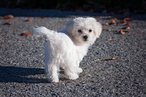 Maltese Dogs Haircuts, Maltese Haircut, Maltese Breed, Dog Breeds That Dont Shed, Dog Haircuts, Maltese Puppy, Maltese Dogs, Best Dog Breeds, Teacup Puppies