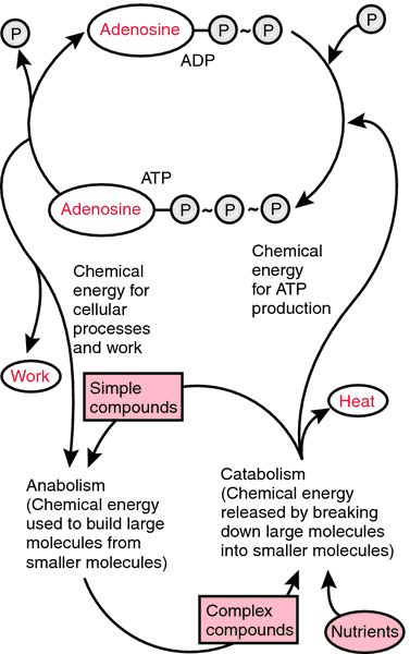 a nucleoside composed of the pentose sugar d-ribose and adenine Atp Adp Cycle, Microbiology Study, Blocked Sinuses, Organic Chem, Teaching Psychology, Normal Sinus Rhythm, Medical Dictionary, Medical Student Study, Pharmacy Tech