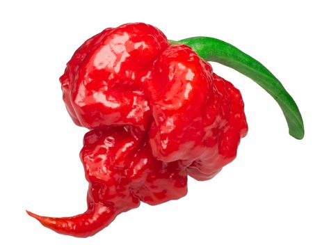 Growing Hot Pepper, Carolina Reaper Pepper, S Pellegrino, Carolina Reaper, Seed Packaging, Rose Seeds, Hot Pepper Sauce, Seed Germination, Pepper Seeds