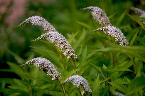 Growing gooseneck loosestrife provides dimension and diversity to these areas. What is gooseneck loosestrife? Read this article to find out more about the plant and its care. Best Flowers For Shade, Outside Garden Ideas, Flowers For Shade, Shade Loving Flowers, Hill Garden, Flower Trees, Plants For Shade, Shady Garden, Hillside Garden