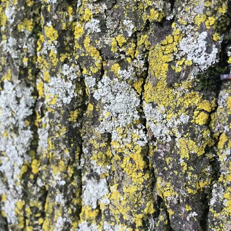 Crustose Lichen Crustose Lichen