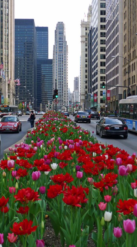 Tulips Bloom, Public Art Installation, Beautiful Sculptures, Chicago Aesthetic, Architecture Firms, Chicago Pictures, Magnificent Mile, Chi Town, Michigan Avenue