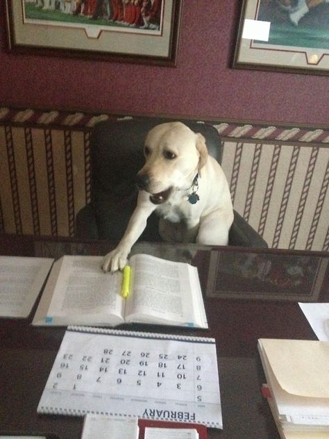 This studying for a very important midterm exam and cannot be bothered dog. | 29 Dogs You Won't Believe Actually Exist Dog Shaming, Animal Study, Silly Dogs, Labrador Puppy, Silly Animals, Funny Animal Pictures, Animal Memes, Funny Posts, Funny Dogs