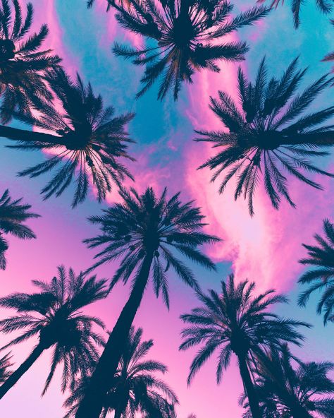 Explore ImJoseReyes' photos on Flickr. ImJoseReyes has uploaded 56 photos to Flickr. Macbook Pictures, Vapor Wave Aesthetic, Wallpaper Aesthetic Landscape, Jose Reyes, Wave Aesthetic, Macbook Wallpaper Aesthetic, Tree Wallpaper Iphone, Palm Tree Pictures, Pastel Photography