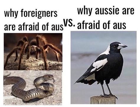 For Aussie eyes only. Australian Tumblr, Aussie Memes, Funny Aussie, Australian Memes, Meanwhile In Australia, Funny Australian, Australia Funny, Jesus Memes, Funny Tumblr