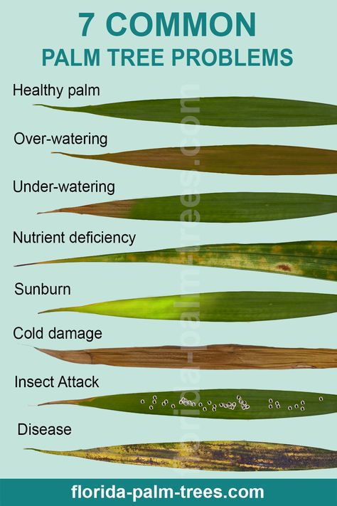 Does your palm tree looks sick and you don't know what to do? Check out my post about most common palm tree problems and easy solutions. Plant Diseases Identification, Palm Tree Care, Plant Deficiencies, Tanaman Air, Indoor Palms, Palm Tree Plant, نباتات منزلية, Plant Care Houseplant, Plant Hacks