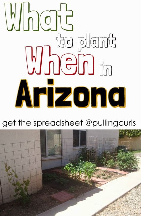 What to plan, and when in Arizona (with a printable chart!) #pullingcurls Phoenix Gardening, Arizona Gardens, What To Plant When, Arizona Plants, Desert Gardening, Southwest Landscape, Arizona Backyard, Arizona Gardening, Arizona Living