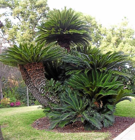 Sego Palm, Outdoor Tropical Plants, Cycas Revoluta, Sago Palm, Palm Garden, Tropical Garden Design, Easy Plants To Grow, Evergreen Plants, Kyushu