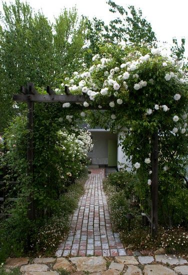 'Climbing Iceberg' Rose Photo Iceberg Climbing Rose, Different Roses, Cozy Backyard, Roses Peonies, Rose Photo, Rose Photos, Climbing Roses, Backyards, Dream Garden